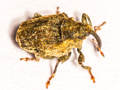 Parethelcus pollinarius